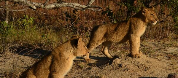 Des lions - Sputnik Afrique