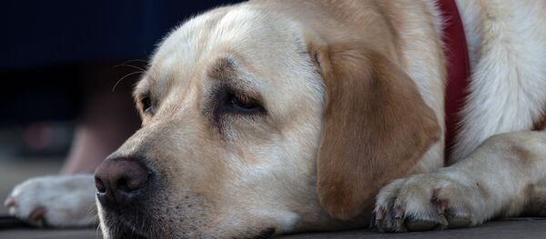 Un labrador - Sputnik Afrique