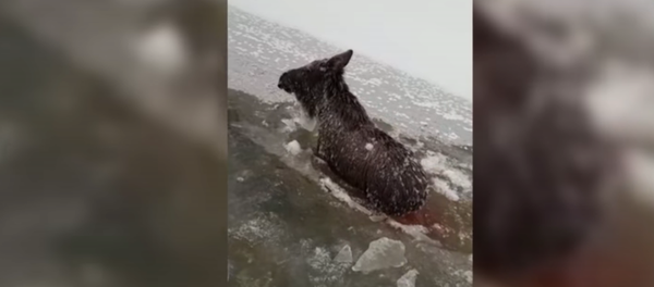 un élan - Sputnik Afrique