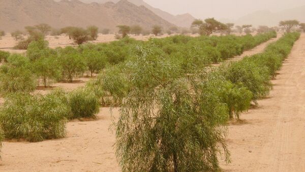 12 millions de plants pour lutter contre la désertification en Arabie saoudite - Sputnik Afrique
