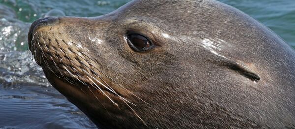 une otarie - Sputnik Afrique