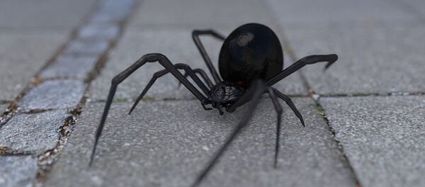 Araignée veuve noire - Sputnik Afrique