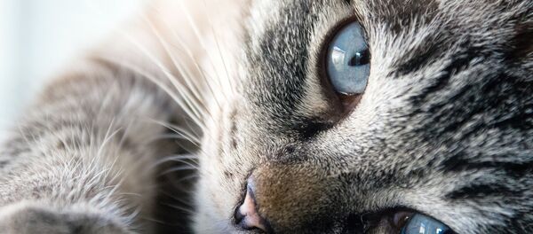 chat - Sputnik Afrique