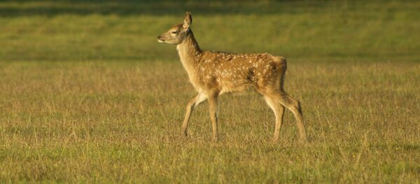 Un Bambi - Sputnik Afrique