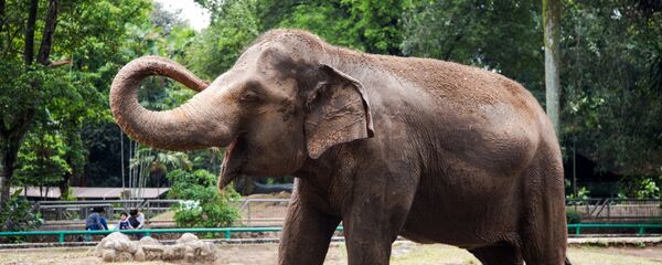 Un éléphant - Sputnik Afrique