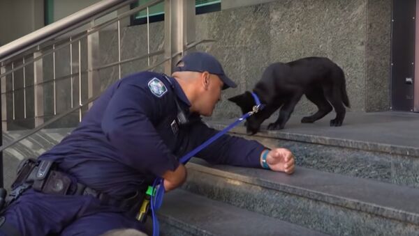 Ce chien policier doit encore surmonter la peur des… escaliers - Sputnik Afrique