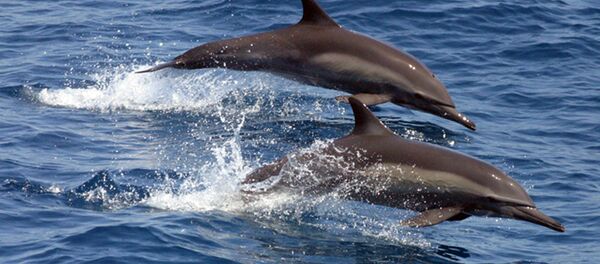 Des dauphins - Sputnik Afrique