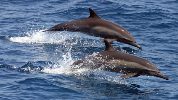 Des dauphins  - Sputnik Afrique