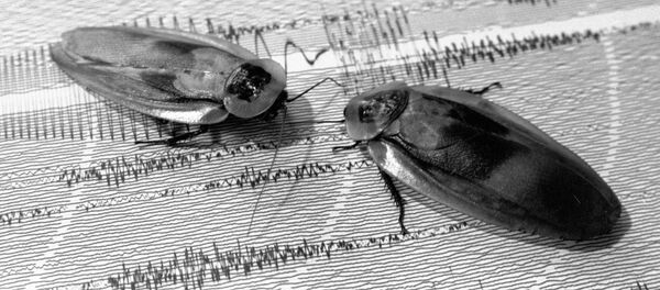 Cafards - Sputnik Afrique