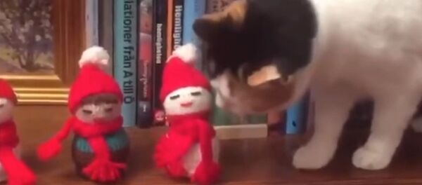 «Joyeux non-sens»: ce chat jette les décorations de Noël - Sputnik Afrique