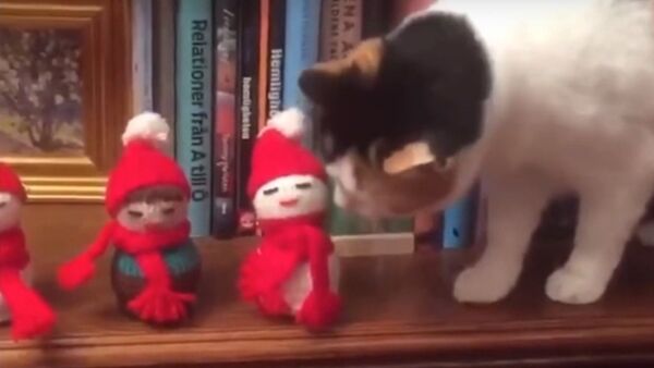 «Joyeux non-sens»: ce chat jette les décorations de Noël - Sputnik Afrique