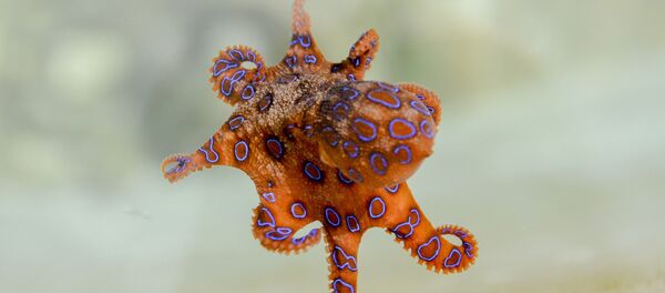 Une pieuvre à anneaux bleus - Sputnik Afrique