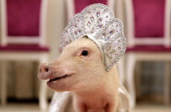 L'année du Cochon de terre est considérée comme l’une des années les plus calmes. Sur la photo: un cochon nain, aussi appelé cochon miniature, lors d’une présentation dans la ville de Balachikha, dans les environs de Moscou - Sputnik Afrique