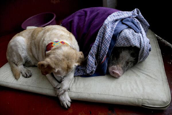 La chienne Algeria et le porc Jacinto dans un abri provisoire lors d’un tremblement de terre à Mexico - Sputnik Afrique