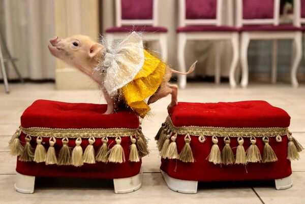 Les mariages contractés pendant l’année du Cochon seront heureux. Sur la photo: un cochon nain, aussi appelé cochon miniature, lors d’une présentation dans la ville de Balachikha, dans les environs de Moscou - Sputnik Afrique