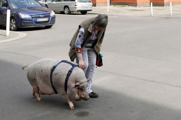 L’année du Cochon sera celle de l’essor des sciences et de la recherche. Sur la photo: une femme avec son cochon domestique traverse un carrefour dans le centre de Berlin, Allemagne - Sputnik Afrique