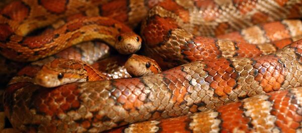 Des serpents (image d'illustration) - Sputnik Afrique