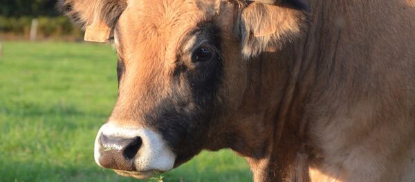 Une vache (image d'illustration) - Sputnik Afrique