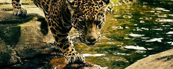 Un léopard (image d'illustration) - Sputnik Afrique