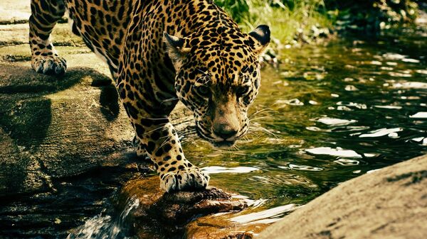 Un léopard (image d'illustration) - Sputnik Afrique