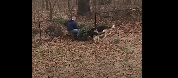 des chiens - Sputnik Afrique