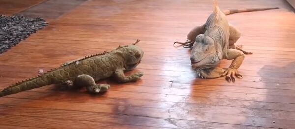 Сomment traiter un «rival»: la bagarre entre un iguane et un animal en peluche - Sputnik Afrique