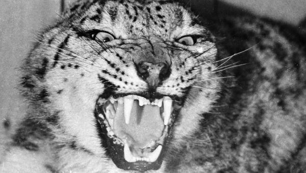 Un léopard des neiges  (archives) - Sputnik Afrique