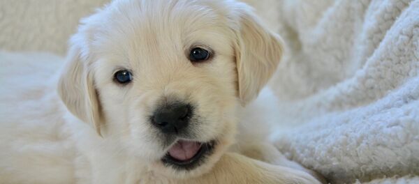 Un chiot - Sputnik Afrique