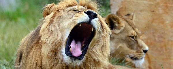 Lions - Sputnik Afrique