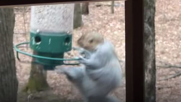 Ce moment amusant où un écureuil tourne autour d'une mangeoire - Sputnik Afrique
