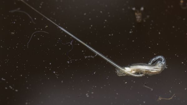 Une larve à queue de rat - Sputnik Afrique