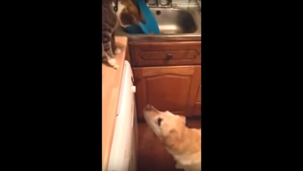 Cat decides to feed the family dog some popcorn - Sputnik Afrique