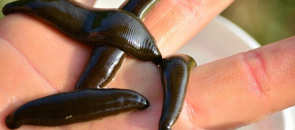 Des sangsues - Sputnik Afrique