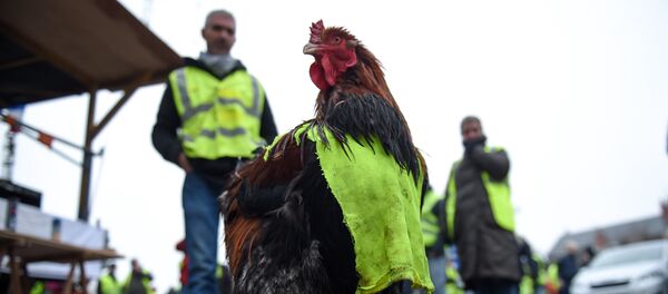 Manifestation des Gilets jaunes à Bourges le 12 janvier - Sputnik Afrique