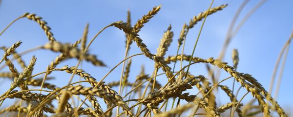 Blé - Sputnik Afrique