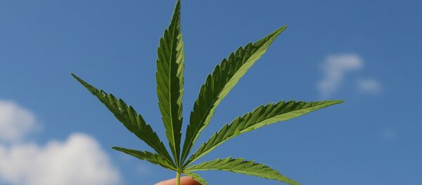 Cannabis  - Sputnik Afrique