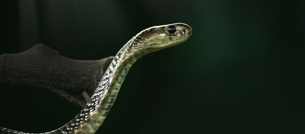 Un cobra royal - Sputnik Afrique