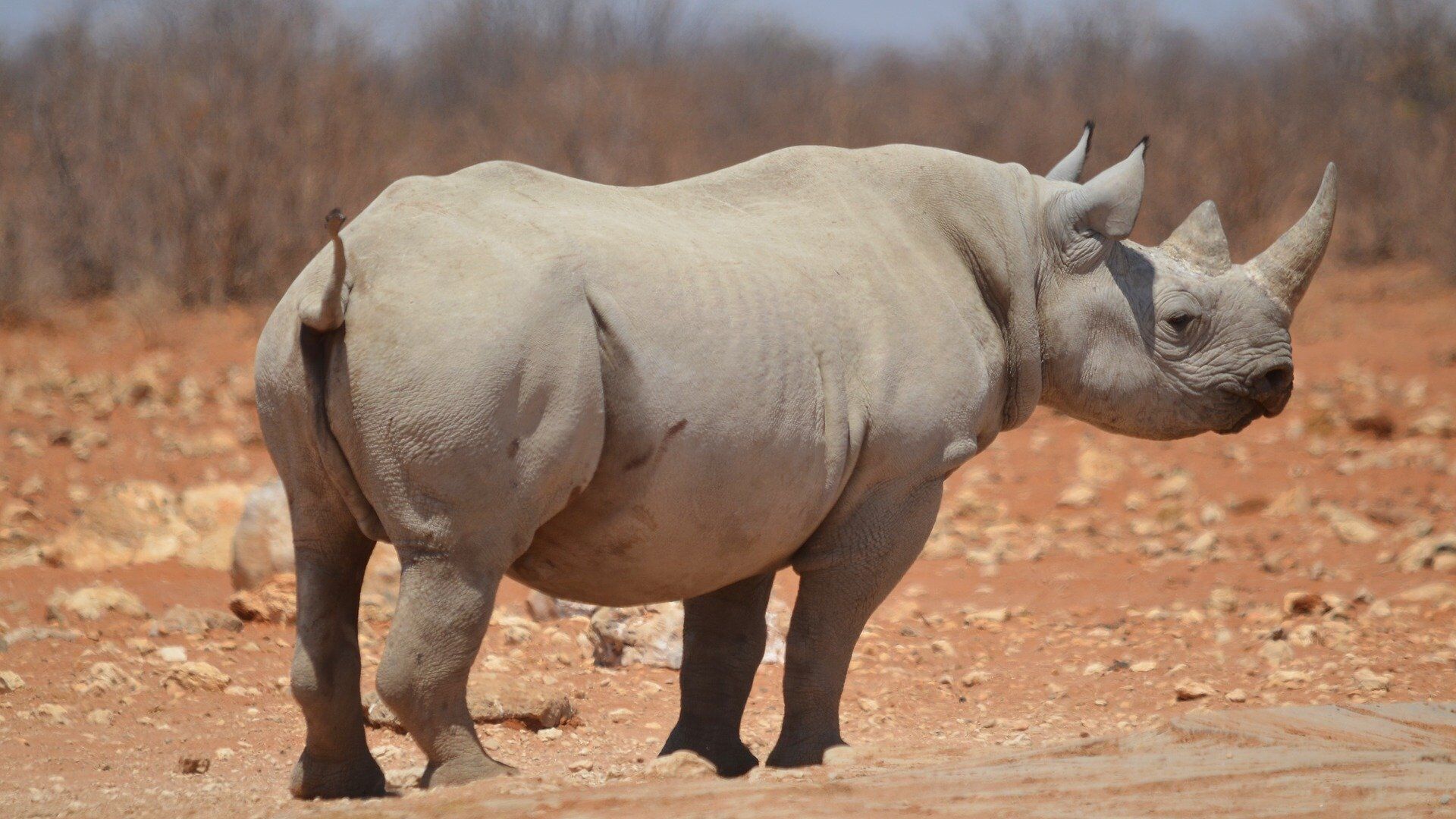 Un rhino - Sputnik Afrique, 1920, 13.02.2023