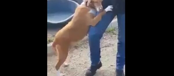 Une scène émouvante: un chien abandonné adopté par un journaliste - Sputnik Afrique