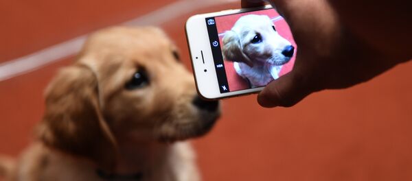 Un golden retriever - Sputnik Afrique