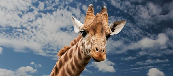 Girafe Girafe - Sputnik Afrique