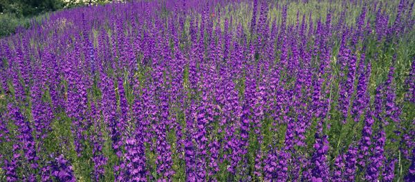 La sauge - Sputnik Afrique