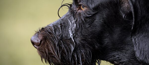 Un chien mouillé - Sputnik Afrique