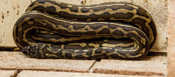 Un python Un python - Sputnik Afrique