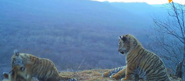 bébés tigres de Sibérie - Sputnik Afrique