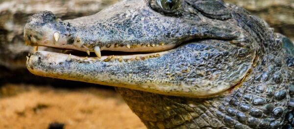 Un alligator - Sputnik Afrique
