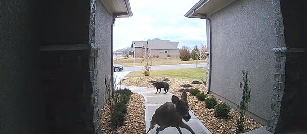 Ce chien reste figé quand un cerf sprinte jusqu'à un porche et s'enfuit - Sputnik Afrique