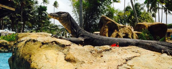 Un lézard - Sputnik Afrique