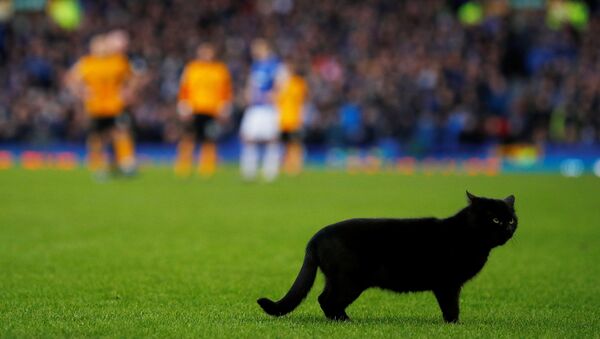 Un chat noir débarque en plein match de football - Sputnik Afrique