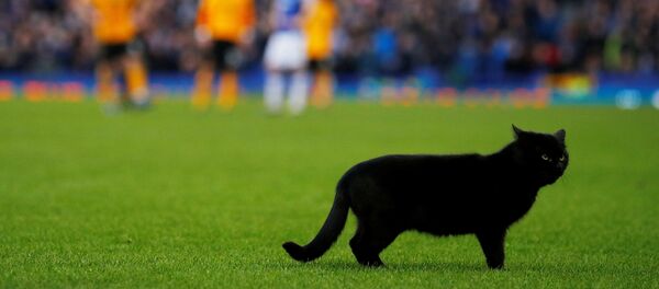 Un chat noir débarque en plein match de football - Sputnik Afrique
